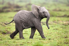 Load image into Gallery viewer, test